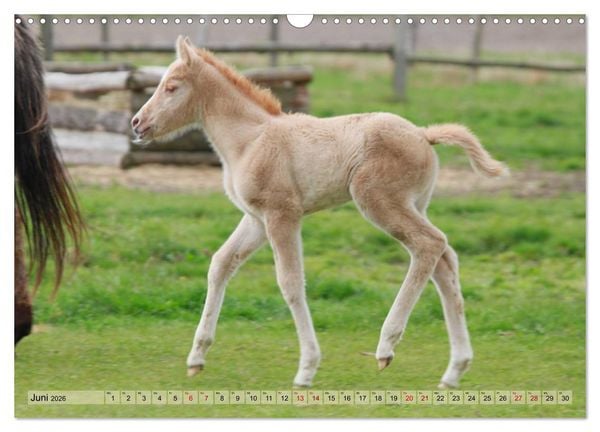 Produktbild: Quarter Horses - Die gr&ouml;&szlig;te Zuchtbuchrasse der Welt (Wandkalender 2026 DIN A3 quer), CALVENDO Monatskalender