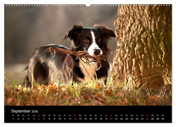 Produktbild: Border Collies (hochwertiger Premium Wandkalender 2026 DIN A2 quer), Kunstdruck in Hochglanz