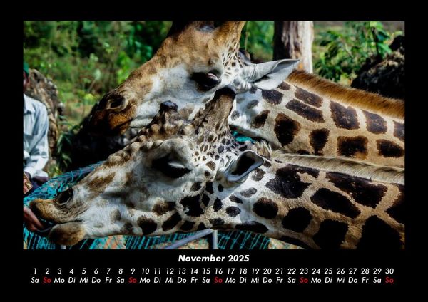 Produktbild: Giraffen 2025 Fotokalender DIN A3