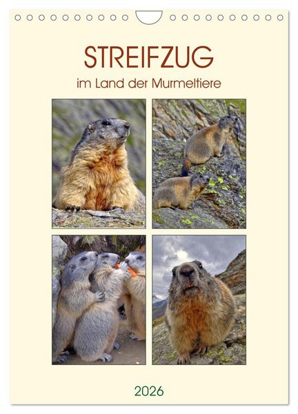 Produktbild: STREIFZUG im Land der Murmeltiere (Wandkalender 2026 DIN A4 hoch), CALVENDO Monatskalender