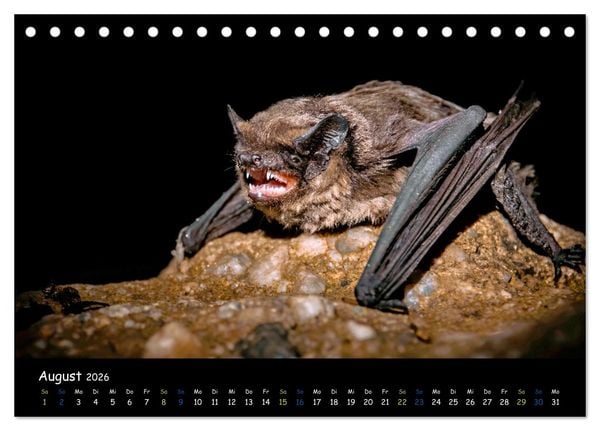 Produktbild: Flederm&auml;use - kleine Vampire (Tischkalender 2026 DIN A5 quer), CALVENDO Monatskalender