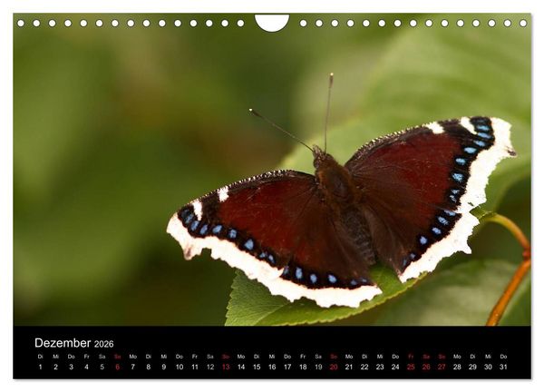 Produktbild: Heimische Schmetterlinge (Wandkalender 2026 DIN A4 quer), CALVENDO Monatskalender