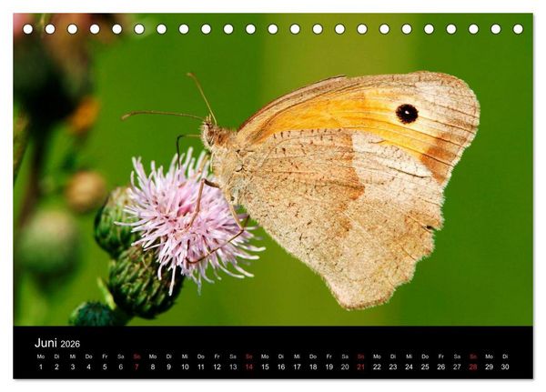 Produktbild: Schmetterlinge (Tischkalender 2026 DIN A5 quer), CALVENDO Monatskalender