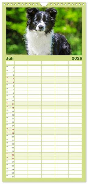 Produktbild: Familienplaner 2026 - Border Collie - Das Universalgenie unter den Hunden mit 5 Spalten (Wandkalender, 21 x 45 cm) CALVENDO