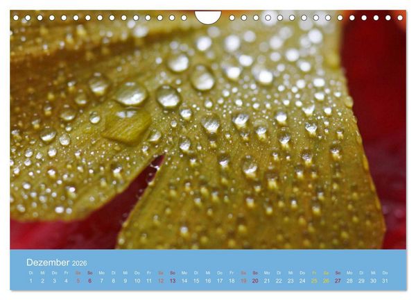 Produktbild: Geliebter Ginkgo (Wandkalender 2026 DIN A4 quer), CALVENDO Monatskalender