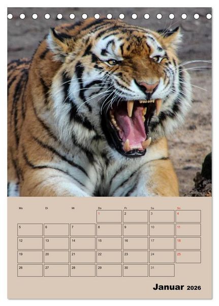 Produktbild: Gro&szlig;katzen. Raubkatzengesichter (Tischkalender 2026 DIN A5 hoch), CALVENDO Monatskalender