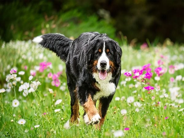 CALVENDO Puzzle Blütenzauber | 1000 Teile Lege-Größe 64x48cm Foto-Puzzle für glückliche Stunden