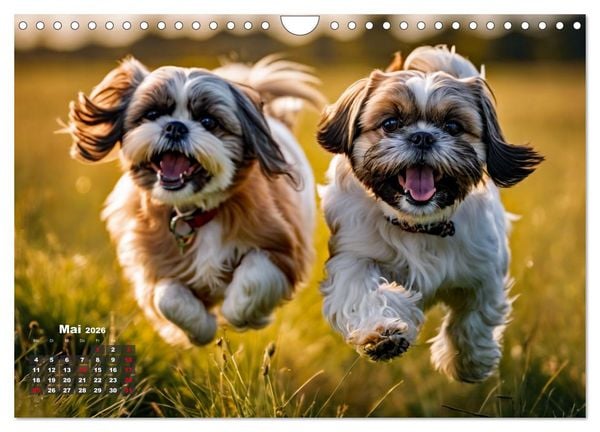 Produktbild: Shih Tzu - der wuschelige Hund aus Tibet (Wandkalender 2026 DIN A4 quer), CALVENDO Monatskalender