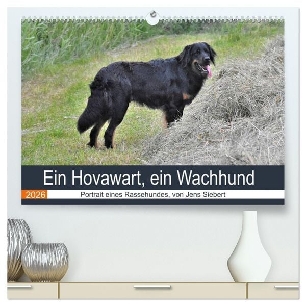 Produktbild: Ein Hovawart, ein Wachhund (hochwertiger Premium Wandkalender 2026 DIN A2 quer), Kunstdruck in Hochglanz