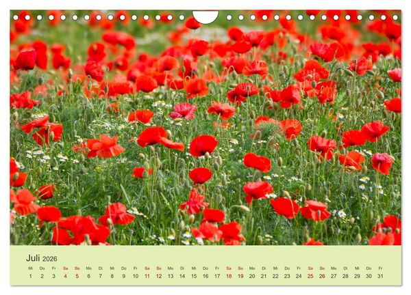 Produktbild: Wilde Blumen - ein Spaziergang durch die Natur (Wandkalender 2026 DIN A4 quer), CALVENDO Monatskalender