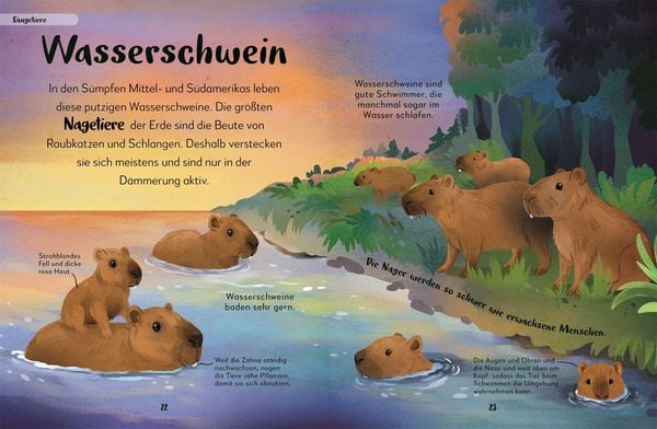 Produktbild: Mein liebstes Buch der Tiere der Nacht