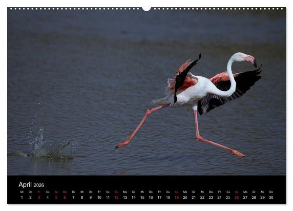 Produktbild: Flamingos der Camargue 2026 (Wandkalender 2026 DIN A2 quer), CALVENDO Monatskalender