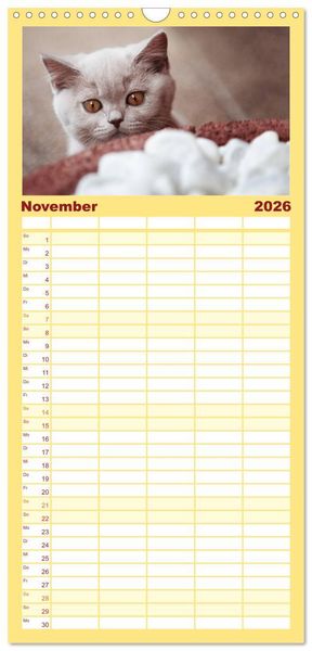 Produktbild: Familienplaner 2026 - Niedliche BKH Katzenkinder mit 5 Spalten (Wandkalender, 21 x 45 cm) CALVENDO
