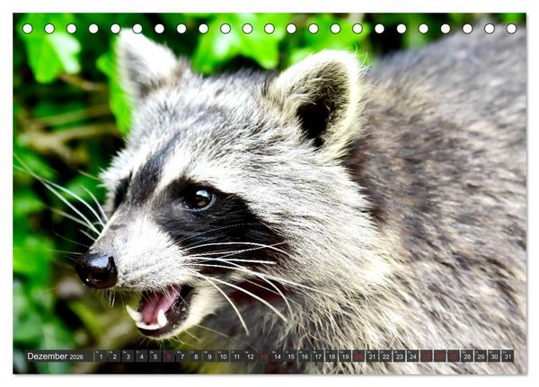 Produktbild: Besuch vom Waschb&auml;r (Tischkalender 2026 DIN A5 quer), CALVENDO Monatskalender