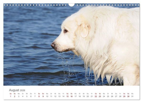 Produktbild: Pyren&auml;enberghunde (Wandkalender 2026 DIN A3 quer), CALVENDO Monatskalender