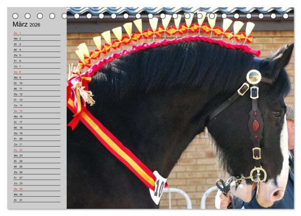 Produktbild: Das Shire Horse. Impressionen (Tischkalender 2026 DIN A5 quer), CALVENDO Monatskalender