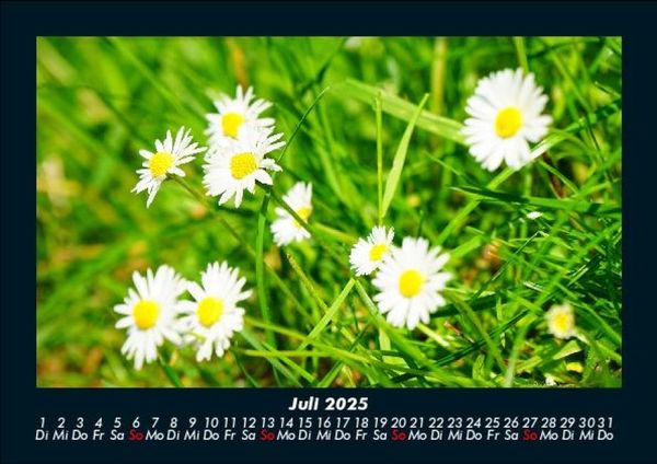 Produktbild: Blumentr&auml;ume 2025 Fotokalender DIN A5
