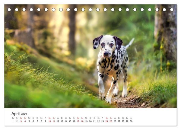 Produktbild: Dalmatiner - Mehr als nur Punkte! (Tischkalender 2027 DIN A5 quer), CALVENDO Monatskalender