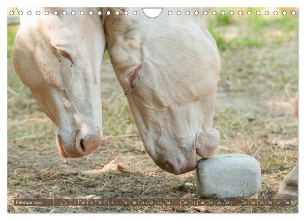 Produktbild: Lichtbringer - &Ouml;sterreichisch-Ungarische Barockesel (Wandkalender 2026 DIN A4 quer), CALVENDO Monatskalender