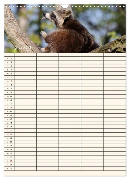 Produktbild: Waschb&auml;ren Familienplaner (Wandkalender 2026 DIN A3 hoch), CALVENDO Monatskalender