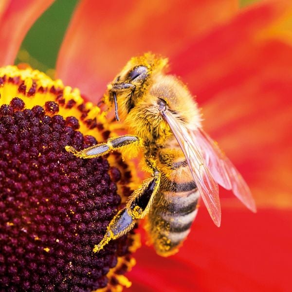 Produktbild: Bienen / Bees 2027