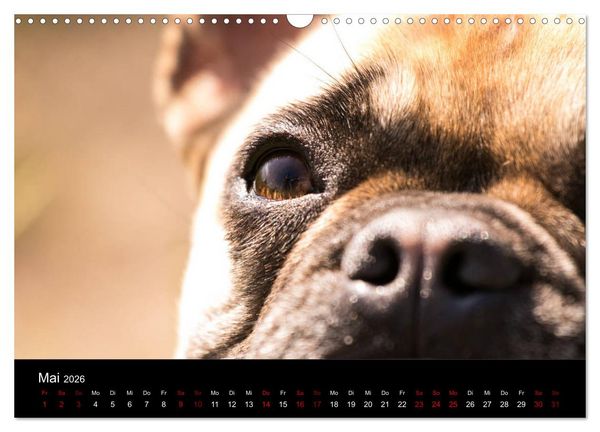 Produktbild: Franz&ouml;sische Bulldoggen - Schutzengel auf 4 Pfoten (Wandkalender 2026 DIN A3 quer), CALVENDO Monatskalender