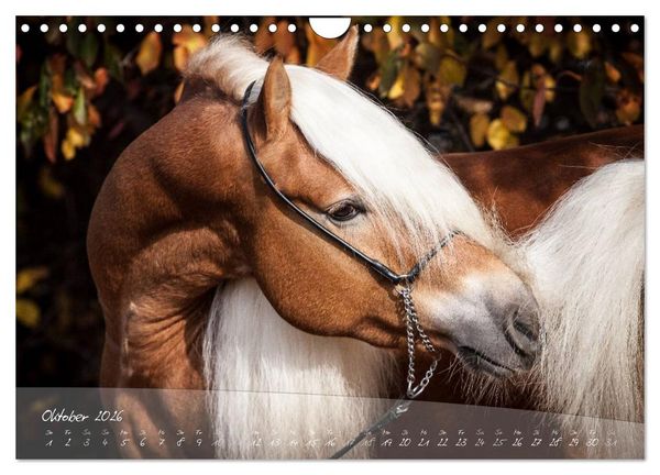 Produktbild: Haflinger-Pferde in Reinzucht (Wandkalender 2026 DIN A4 quer), CALVENDO Monatskalender