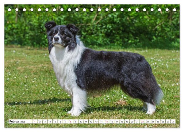 Produktbild: Traumhund Border Collie (Tischkalender 2026 DIN A5 quer), CALVENDO Monatskalender