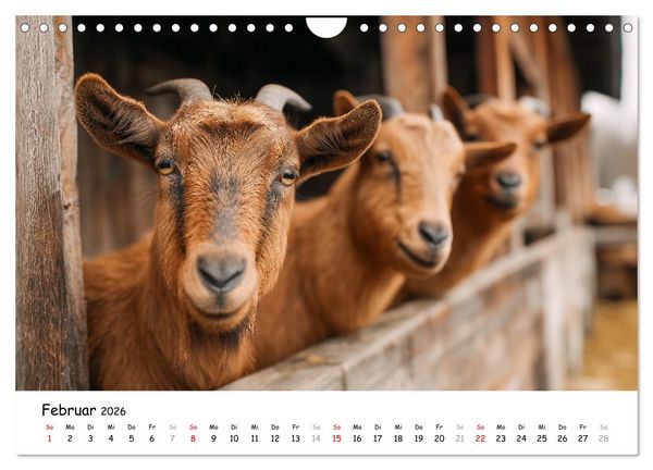 Produktbild: Hans der Bauer und seine Tiere auf dem Bauernhof (Wandkalender 2026 DIN A4 quer), CALVENDO Monatskalender