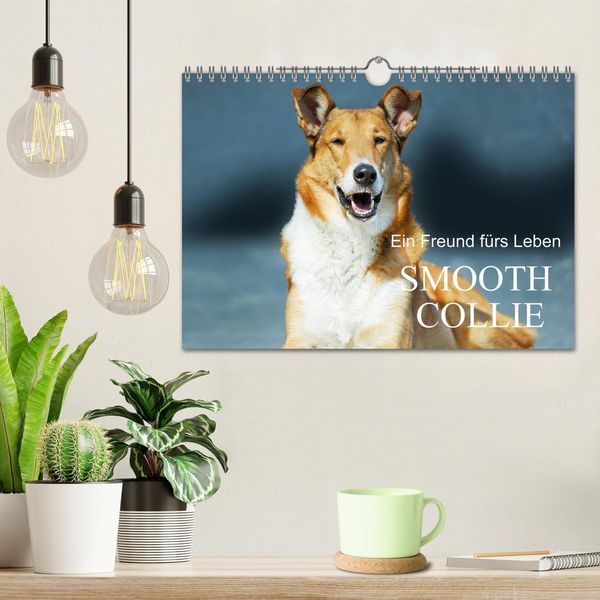 Produktbild: Ein Freund f&uuml;rs Leben - Smooth Collie (Wandkalender 2026 DIN A4 quer), CALVENDO Monatskalender