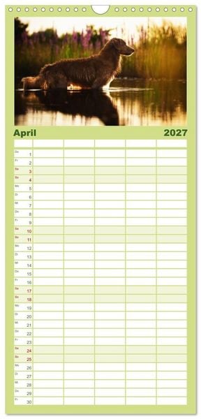 Produktbild: Familienplaner 2027 - Toller - Nova Scotia Duck Tolling Retriever mit 5 Spalten (Wandkalender, 21 x 45 cm) CALVENDO