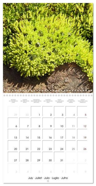 Produktbild: Habitat Forest (Wall Calendar 2026 12 &times; 12 Inch) CALVENDO 12 Month Wall Calendar