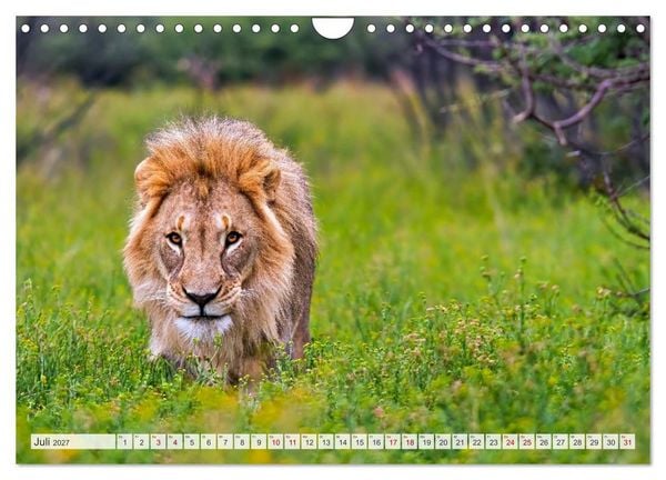 Produktbild: Afrikas Tierwelt - L&ouml;wen (Wandkalender 2027 DIN A4 quer), CALVENDO Monatskalender