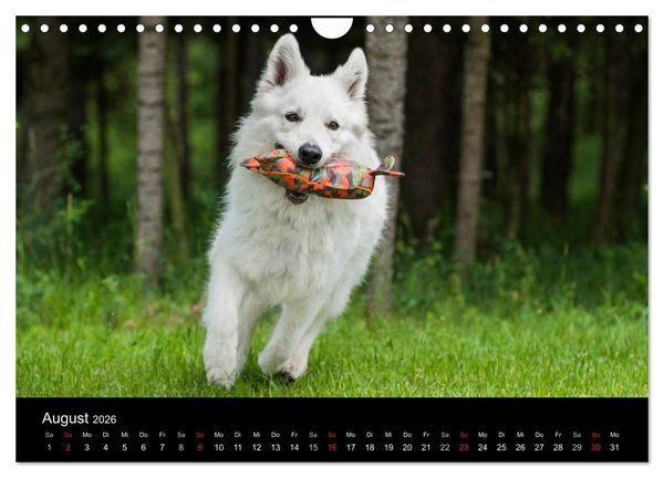 Produktbild: Wei&szlig;er Schweizer Sch&auml;ferhund (Wandkalender 2026 DIN A4 quer), CALVENDO Monatskalender