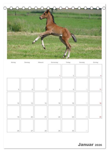 Produktbild: Fohlen und Jungpferde (Tischkalender 2026 DIN A5 hoch), CALVENDO Monatskalender