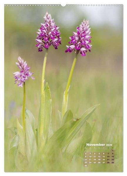 Produktbild: Orchideen in freier Wildbahn (hochwertiger Premium Wandkalender 2026 DIN A2 hoch), Kunstdruck in Hochglanz