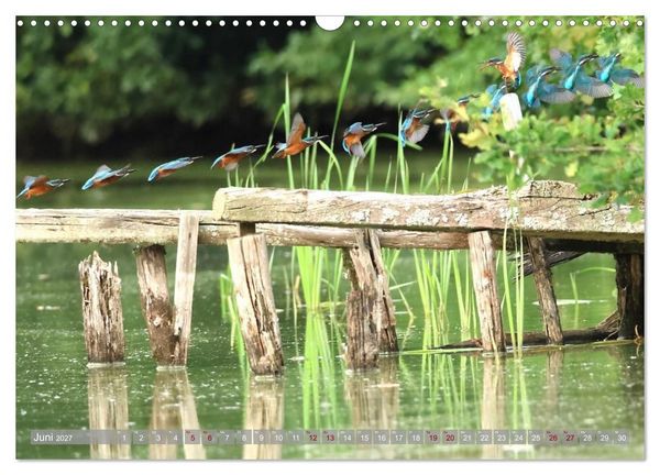 Produktbild: V&ouml;gel im Fluge (Wandkalender 2027 DIN A3 quer), CALVENDO Monatskalender