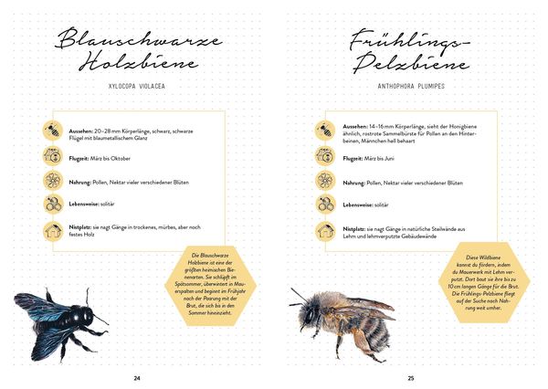 Produktbild: Bienengl&uuml;ck im Garten &ndash; Das illustrierte Gartenbuch