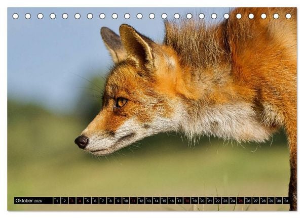 Produktbild: Wildes Deutschland (Tischkalender 2026 DIN A5 quer), CALVENDO Monatskalender