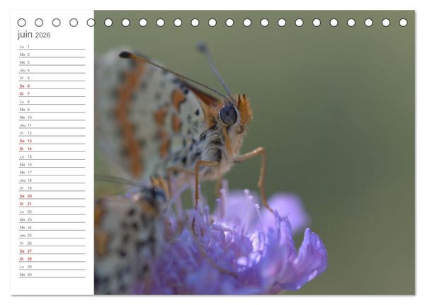 Produktbild: Dans le jardin des papillons (Calendrier de bureau 2026 DIN A5 vertical), CALVENDO calendrier mensuel
