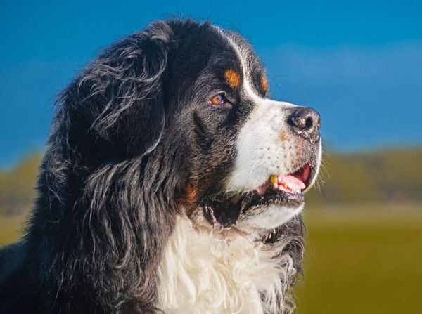 Produktbild: CALVENDO Puzzle Berner R&uuml;de - Stolz und sch&ouml;n | 2000 Teile Lege-Gr&ouml;&szlig;e 90x67cm Foto-Puzzle f&uuml;r gl&uuml;ckliche Stunden