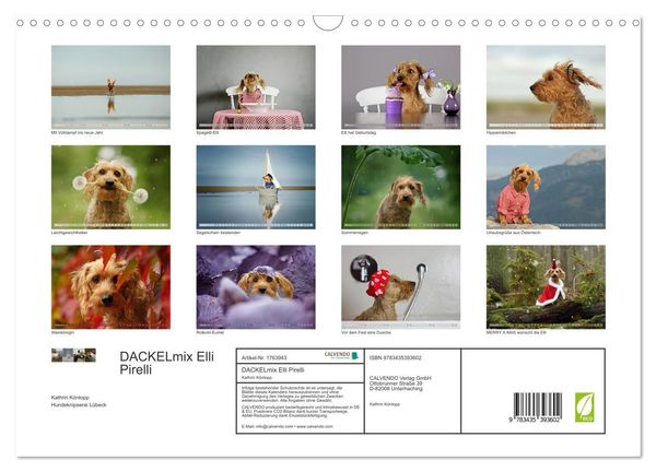 Produktbild: DACKELmix Elli Pirelli (Wandkalender 2025 DIN A3 quer), CALVENDO Monatskalender