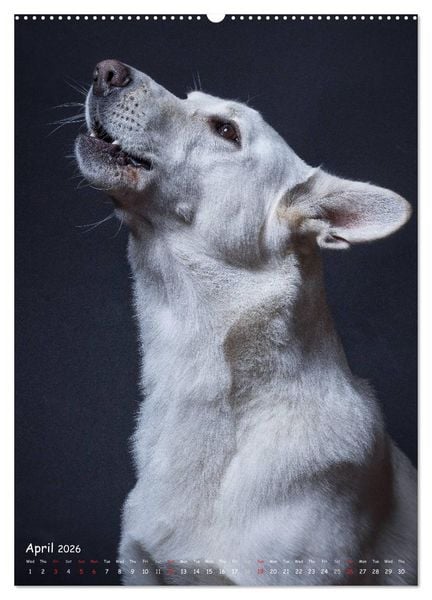 Produktbild: Dogs in Style (High Quality Premium Wall Calendar 2026 DIN A2 portrait),CALVENDO 12 Month Wall Calendar