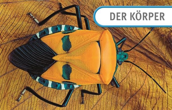 Produktbild: Unsere Welt in 1000 Bildern. Insekten