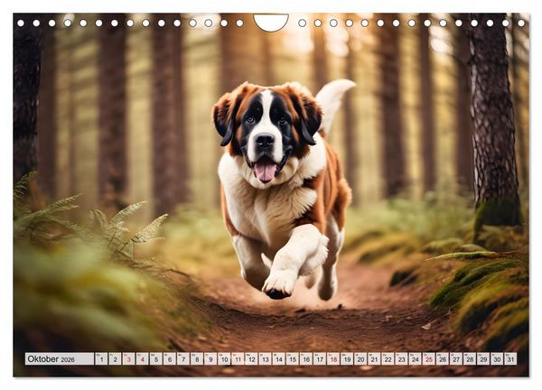 Produktbild: Gigant Bernhardiner (Wandkalender 2026 DIN A4 quer), CALVENDO Monatskalender