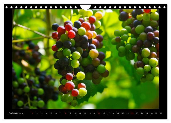 Produktbild: Wein (Wandkalender 2026 DIN A4 quer), CALVENDO Monatskalender