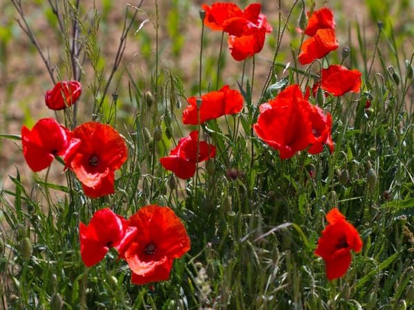 Produktbild: CALVENDO Puzzle Mohnblumen am Feldrand | 1000 Teile Lege-Gr&ouml;&szlig;e 64x48cm Foto-Puzzle f&uuml;r gl&uuml;ckliche Stunden