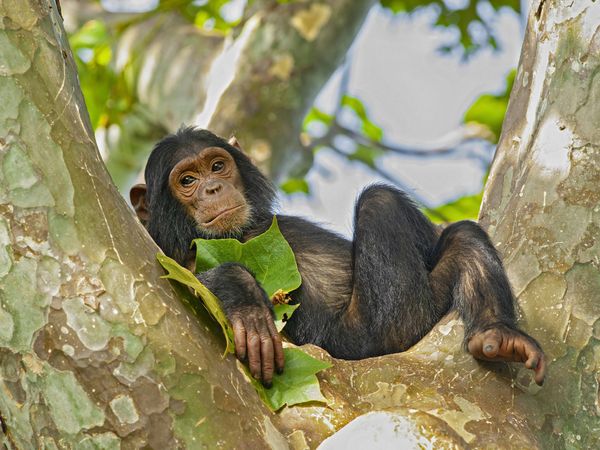 Produktbild: CALVENDO Puzzle Junger Schimpanse (Pan troglodytes), Gombe/Tanzania | 1000 Teile Lege-Gr&ouml;&szlig;e 64x48cm Foto-Puzzle f&uuml;r gl&uuml;ckliche Stunden