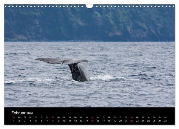 Produktbild: Wale (Wandkalender 2026 DIN A3 quer), CALVENDO Monatskalender