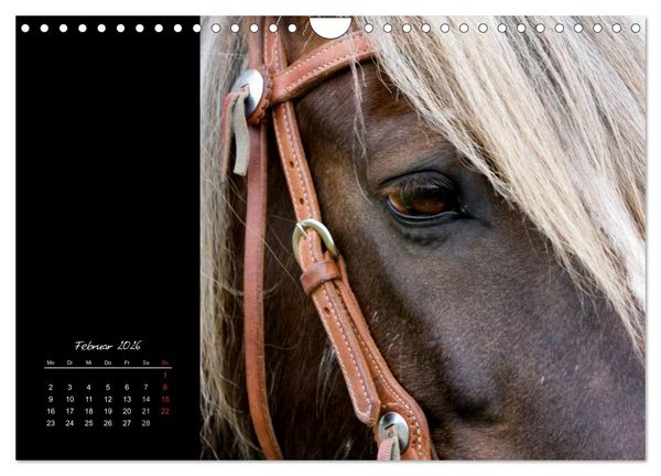 Produktbild: Irish Tinker (Wandkalender 2026 DIN A4 quer), CALVENDO Monatskalender